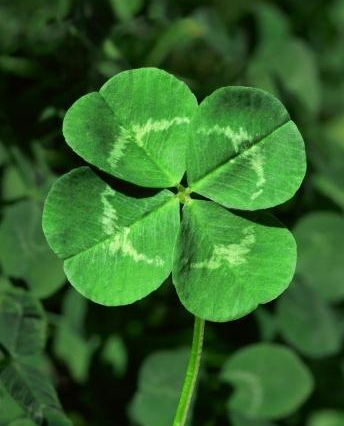 Four-leaf clover